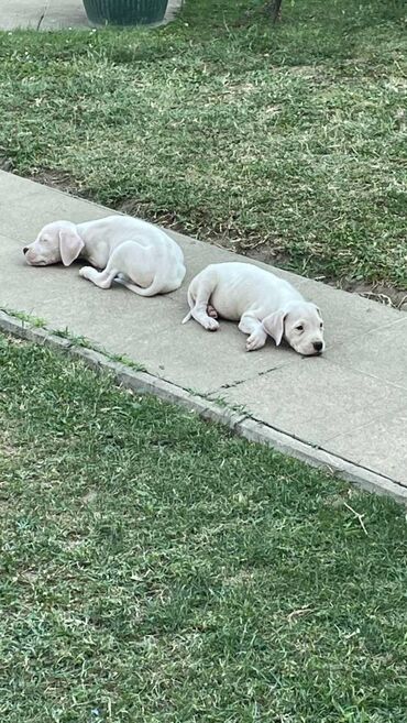 Psi: Na prodaju 9 prelepih štenaca DOGO ARGENTINO, 1 ima flekicu na oku i — 13