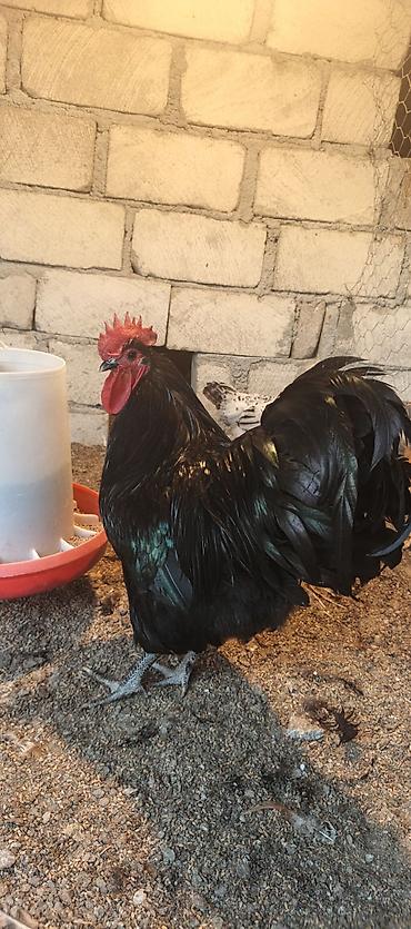 barter xoruz: Orjinal uzunquyruq avstralop cücə və yumurtası — 4