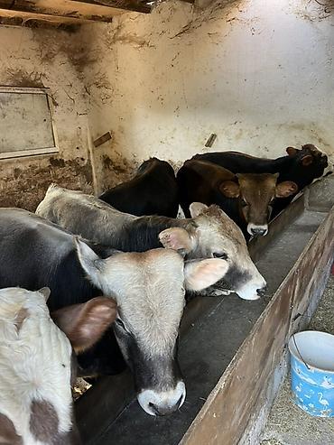 Рогатый скот: Xaricde dogulub ferma seraitinde boyume heyvanlar ilk 2 ayi — 5