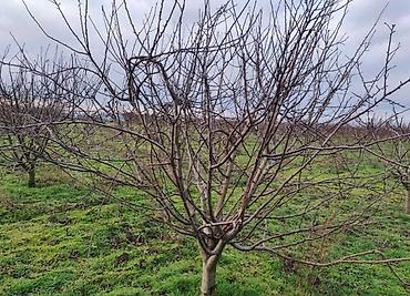 Другие услуги: Обрезка плодовых деревьев Зимняя-Весенняя обрезка сада Садовник, так — 6