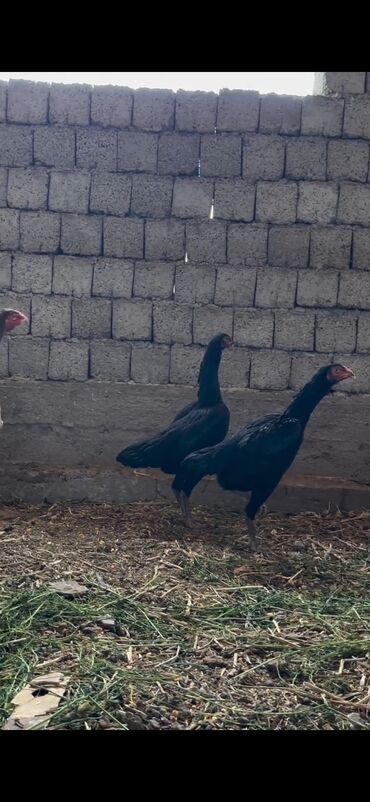 Cücələr: Toyuq cücələri, Damazlıq — 9