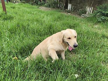labrador it: Retriever — 8