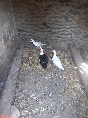 ag pisik: Misk ördəkləri (indoutka) – 3 ədəd - Növ: Misk/indo ördəyi - Say: 3 — 2