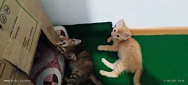 котят даром: Отдам в добрые руки двух котят. - Окрас: один рыжий с полосками — 5