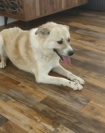 возьму котенка бесплатно: 2 года, Самец