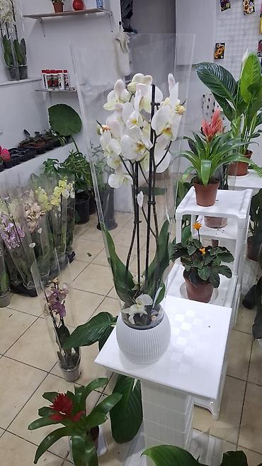 Digər bitkilər: Phalaenopsis orkide – saksıda, müxtəlif rənglərdə Məhsulun — 3