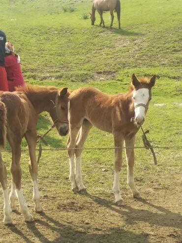 Продажа сельхоз предприятий: Продаю Кошара, 800 соток, Действующий, С оборудованием — 13