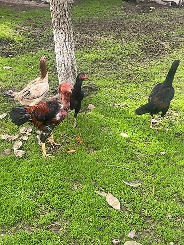 avstrolop yumurtasi: Mayalı Sosyet heyratı yumurtaları satılır yaxşı heyvanların — 5