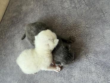 sinsila pişik: Təmiz qan Scottish Fold və Blue point Şinşila balalar, 7 mart — 5