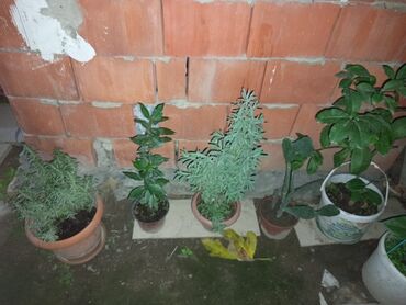 Otaq bitkiləri: Satışda müxtəlif saksı bitkiləri dəsti - Xrizantema (çəhrayı — 9