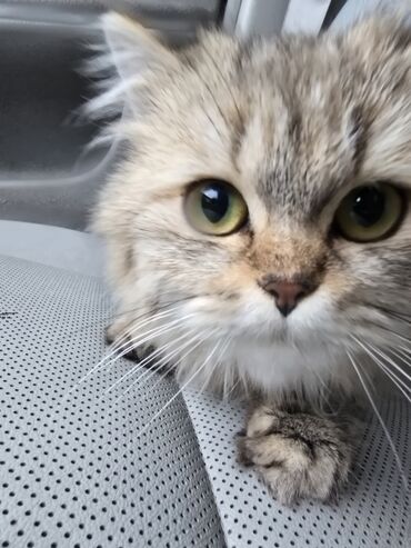 котёнка в добрые руки: Şinşilla, Dişi, Ünvandan götürmə
