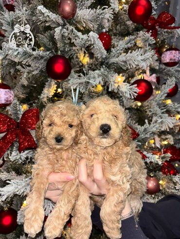 Psi: Pudla, rasa poznata po svojoj visokoj inteligenciji, eleganciji i na lalafo.rs — 8 Psi: Pudla, rasa poznata po svojoj visokoj inteligenciji, eleganciji i — 8