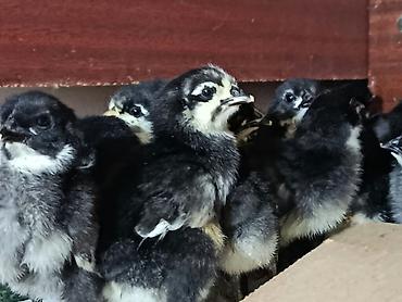 quşlar: Həm ətlik həm də yumurtalıq alman sortu olan australorp toyuqlarının — 2