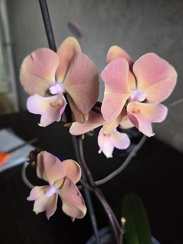 Декабристы: Зигокактус (рождественник, шлюмбергера) штамбовой формы в горшке. - — 17