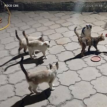 сиамс: Котята и молодые кошки, окрасы: сиамский (несколько особей с кремовым — 1
