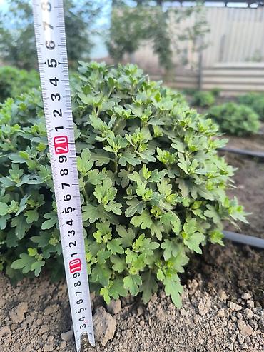 Хризантемы: Саженцы Бесплатная доставка — 3