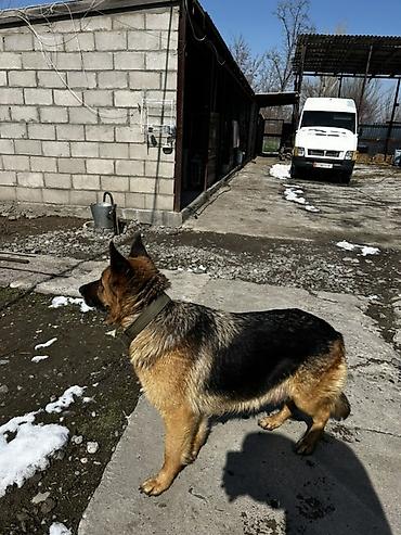 Продажа собак: Немецкая овчарка, классический черно‑рыжий окрас. Плотный подшерсток — 4