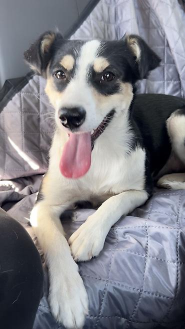 Отдам даром собаку: Собака даром: Дворняжка, 2 года, Самка, С прививкой — 3