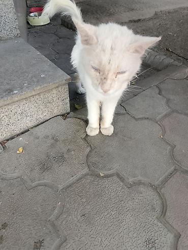 Отдам даром кошку: Добрые люди,здравствуйте!Все что в моих силах,это помочь хоть бы — 2
