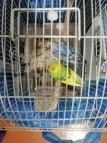bakida cins ineklerin satisi: Ağ rəngli metal qəfəs içərisində iki dənə tutuquşu. Qəfəsin üst