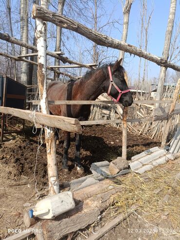 продажа коня: Сатам | Жылкы (эркек) | Жумушка