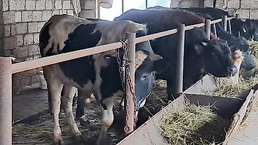 Inəklər, öküzlər: Iki baş cənginə satılır arpa və buğda yemi ilə bəslənib ikisində 460kq — 3