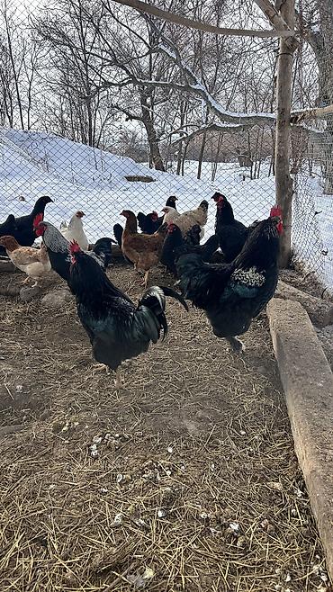 Куры, петухи: Продаю | Петух | Для разведения — 7