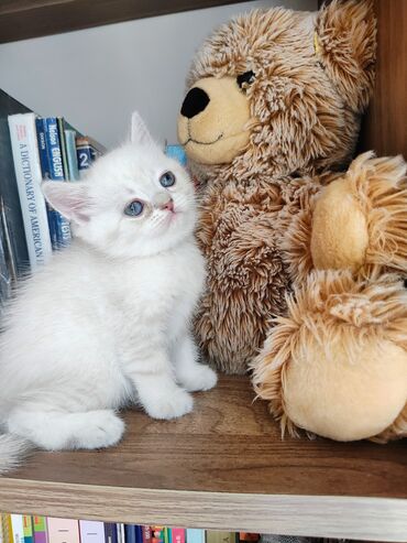 Pişiklər: Britan -da lalafo.az — 6 Pişiklər: Britan — 6