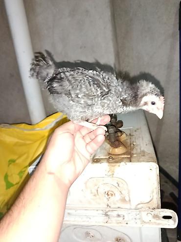 cücə kosin: Toyuq cücələri, Damazlıq, Ünvandan götürmə, Ödənişli çatdırılma, Rayonlara çatdırılma — 9