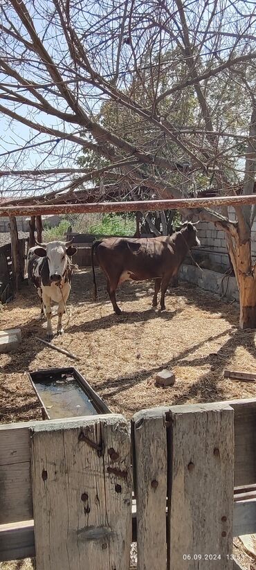 simmental cinsi: Dişi, il: 2, 300 kq, Damazlıq, Südlük, Ödənişli çatdırılma