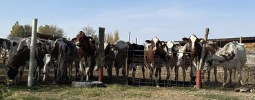 турецкая ангора кошка: Продаю | Тёлка | На откорм | Племенные