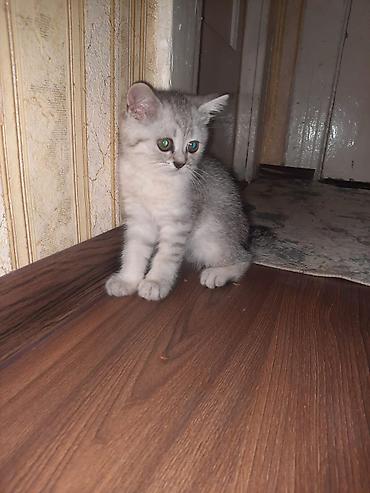 bala pişik ucuz: Şinşilla, Dişi, Yaxşı əllərə, Rayonlara çatdırılma, Pulsuz çatdırılma, Ödənişli çatdırılma — 4