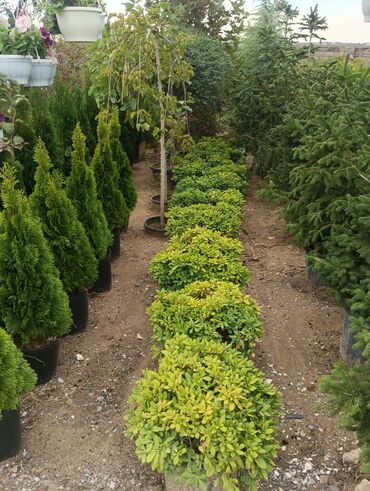 Landşaft işləri: Dekarativ bitgilerin satişi
xan cinar
ekvalit
zeytun — 29