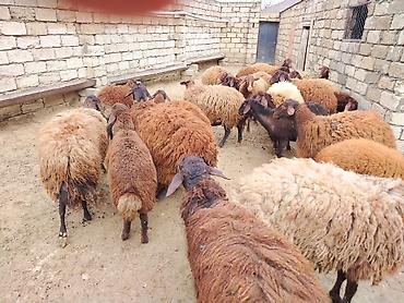 Qoyunlar, qoçlar: Satılır: Qoyun sürüsü - Növ: yerli xalı/xar (uzunquyruq, yağlı — 2