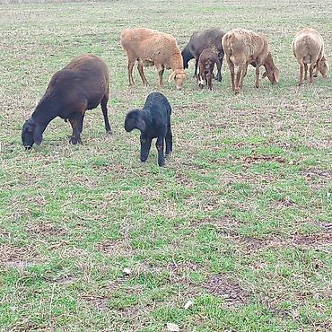 Баран, овца: Продаю | Овца (самка) | Арашан | Для разведения | Котные — 4