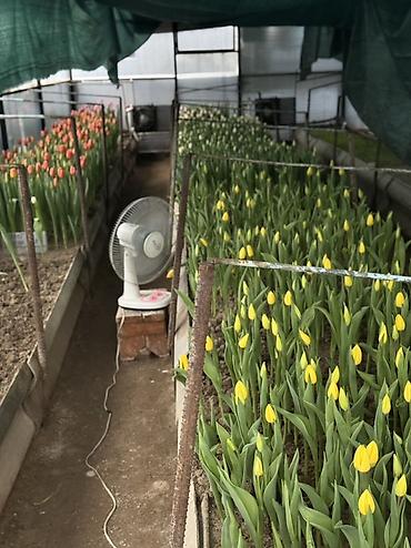 Букеты из живых цветов: Тюльпаны срезанные и на луковице - Сорта и окраски: белые, розовые — 12