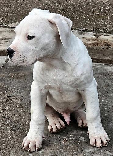 Psi: Dogo argentino Prelepi štenci uredno vakcinisani i očišćeni od na lalafo.rs — 2 Psi: Dogo argentino Prelepi štenci uredno vakcinisani i očišćeni od — 2