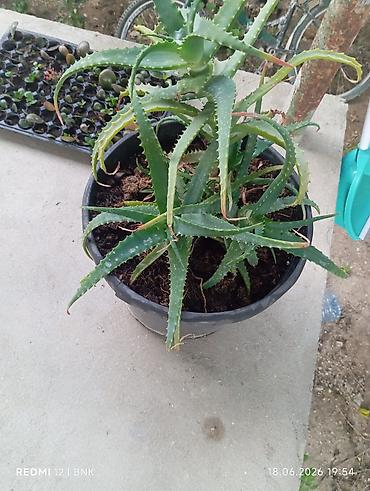 Otaq bitkiləri: Aloe vera (sukulent) – qara plastik dibçəklə - Bitki növü: Aloe vera — 1