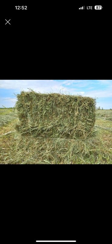 купить корм для перепелов несушек: Беде пресс сатылат 600шт село Кок Жар 
240с Первый укос свежий