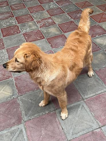 İtlər: Retriever, 9 ay, Dişi, Peyvəndli, Pulsuz çatdırılma — 4