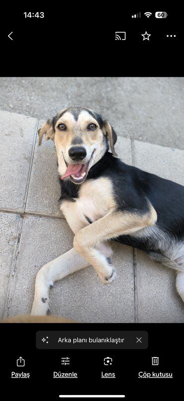 İtlər: Retriever, 1 il, Dişi, Peyvəndli, Ünvandan götürmə