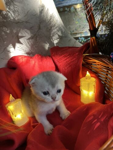 Pişiklər: Britan, Erkək, Dişi — 11