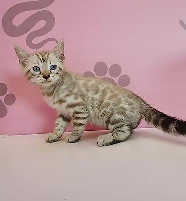 леопардовая кошка: Бенгальская, 2 месяца, Мальчик, Приучена к лотку — 2