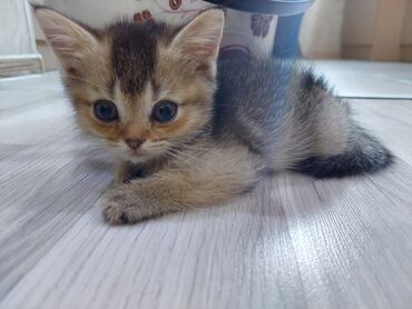 котята продажа: Шотландская, Самец, Самка, В добрые руки, Самовывоз