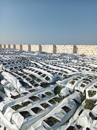 Kakabit: Kakabitler. COCO CHAMPION . Meşoku 40 qep. Meşokda 2 kq olur en azı -da lalafo.az — 2 Kakabit: Kakabitler. COCO CHAMPION . Meşoku 40 qep. Meşokda 2 kq olur en azı — 2