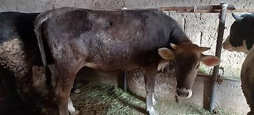 Коровы, быки: Продаю | Бык (самец) | На забой | Привязанные — 4