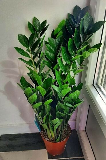 Ostale kućne biljke: Zamija 80 cm,2800 dinara. Slanje poštom