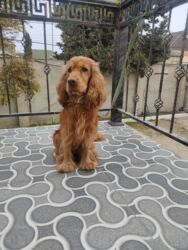 İtlər: Koker spaniyel, 1 il, Erkek, Peyvəndli -da lalafo.az — 12 İtlər: Koker spaniyel, 1 il, Erkek, Peyvəndli — 12