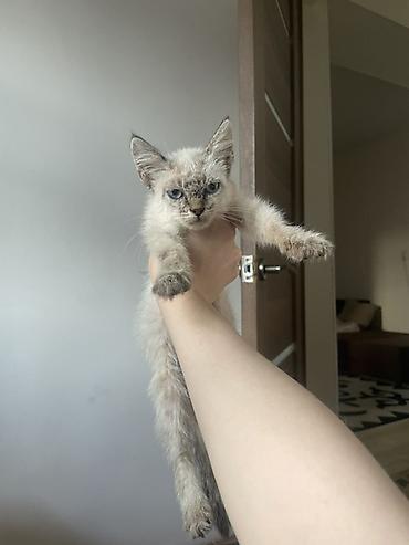 scotish fold: Котёнок, окраса поинт (светлая шерсть с более тёмными ушками — 3