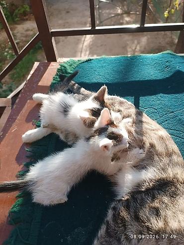 британские котята черные: Котята - Окрас: белый с тёмными пятнами (чёрно-серые отметины на — 1